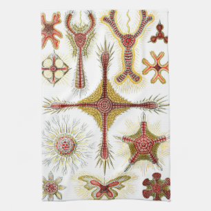 Linge De Cuisine Camomille sauvage par Ernst Haeckel, Nature vintag