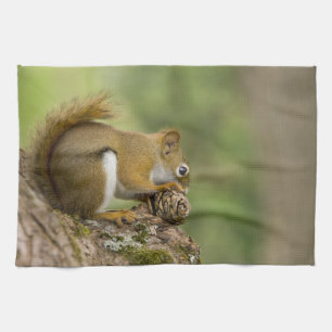 Linge De Cuisine Canada, Nouvelle-Écosse, Halifax. Jardins publics,