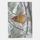 Linge De Cuisine Cardinal du Nord féminin dans un pin enneigé, (Vertical)