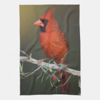 Cardinal rouge, Cardinalis cardinalis, mâle