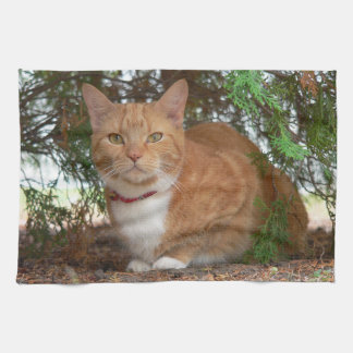 Linge De Cuisine Chat domestique orange gingembre tabby