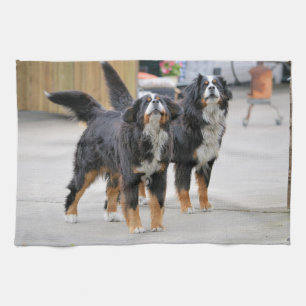 Linge De Cuisine Chien de compagnie mignon