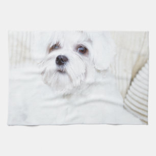 Linge De Cuisine Chien maltais mignon