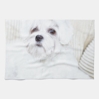 Linge De Cuisine Chien maltais mignon