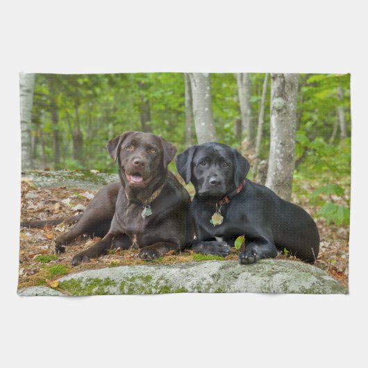 Linge De Cuisine Chiens Chiens Marionnettes Black Lab Chocolat Labr (Horizontal)