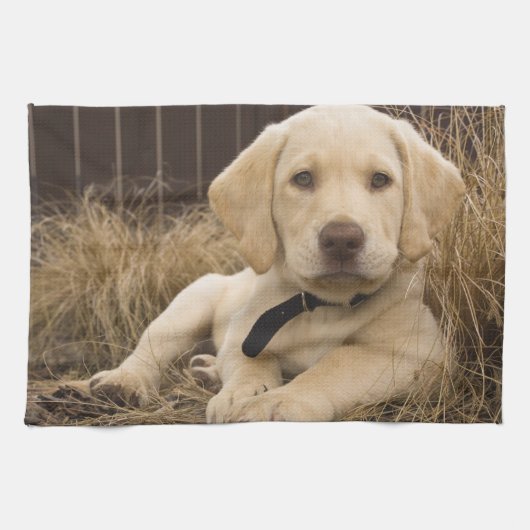 Linge De Cuisine Chiot Labrador Retriever (Horizontal)