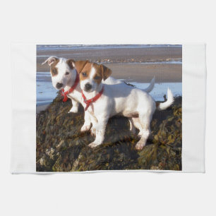 Linge De Cuisine Chiots de Jack Russell