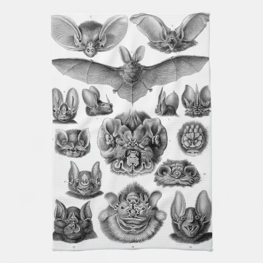 Linge De Cuisine Chiroptera de Haeckel (Vertical)