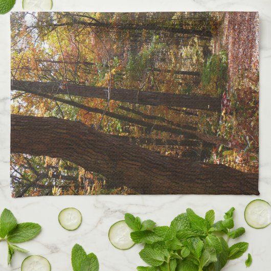 Linge De Cuisine Chute Sunlit dans le parc national de Laurel Hill (Plié)