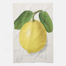 Citron (Citrus Limon) par Ellen Isham Schutt – 191