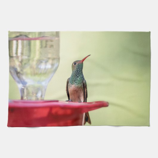 Linge De Cuisine Colibri à ventre cassé au Texas (Horizontal)