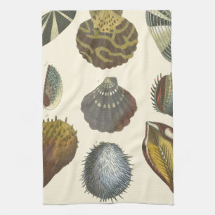 Linge De Cuisine Collection de conchyliologie