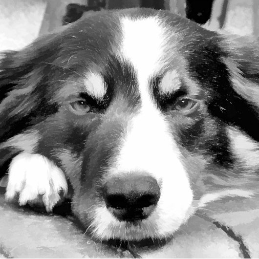 LINGE DE CUISINE COLLIE FRONTALIÈRE