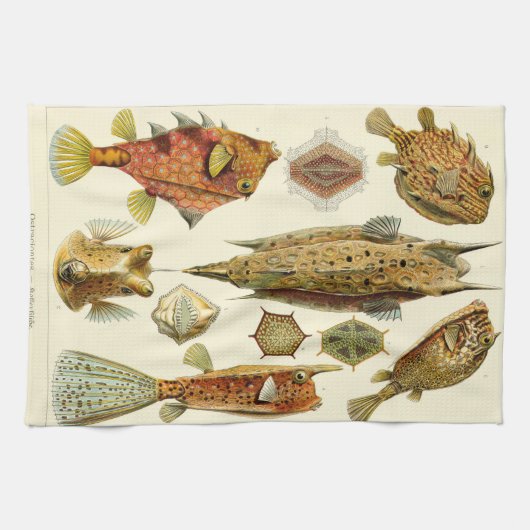 Linge De Cuisine Cowfish de boxfish d'Ernst Haeckel Ostraciontes (Horizontal)