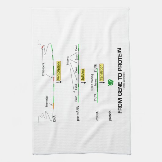 Linge De Cuisine Du gène à la protéine (Vertical)