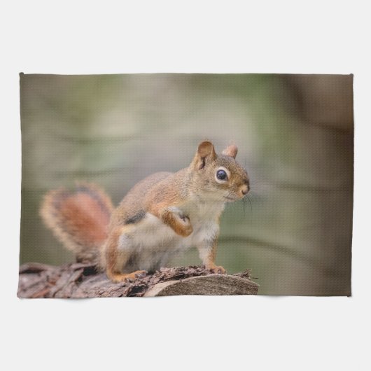Linge De Cuisine Écureuil rouge (Horizontal)