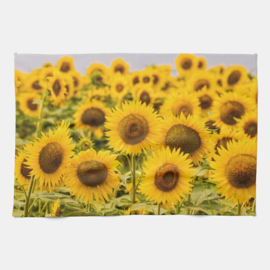 Linge De Cuisine Farms | A Sunflower Field (Horizontal)