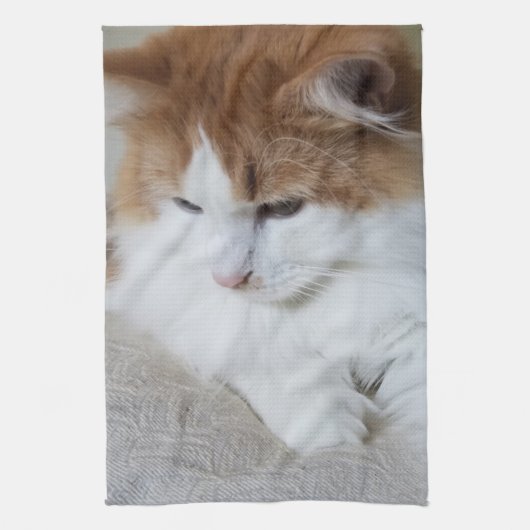 Linge De Cuisine (Feline Fancy) Contemplation Kitty : Photo Cat (Vertical)