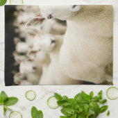 Linge De Cuisine Fermes | Troupeau de moutons (Plié)