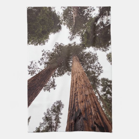 Linge De Cuisine forêt, arbre (Vertical)