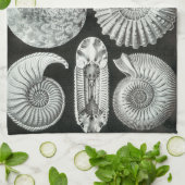 Linge De Cuisine Fossiles d'Ernst Haeckel Ammonitida (Plié)