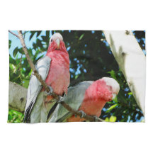 Galah (cacatoès rose de Breasted)