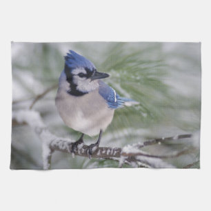Linge De Cuisine Geai bleu, Cyanocitta cristata