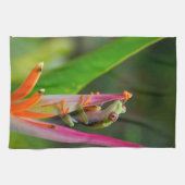 Linge De Cuisine Grenouille à oeil rouge, Costa Rica (Horizontal)