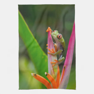 Linge De Cuisine Grenouille aux yeux rouges, Costa Rica