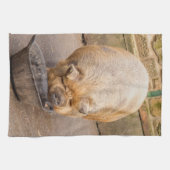 Linge De Cuisine Gros porc (Horizontal)