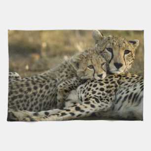 Linge De Cuisine Guépard, Acinonyx jubatus, avec un petit dans le M