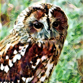 LINGE DE CUISINE HIBOU