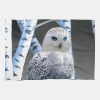 Hibou aux yeux bleus de neige