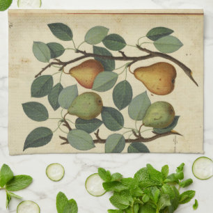Linge De Cuisine Illustration botanique de fruit de poire vintage