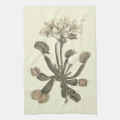 Linge De Cuisine Illustration botanique de Vénus Flytrap (Vertical)