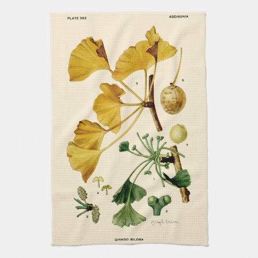 Linge De Cuisine Illustration botanique vintage Ginkgo Biloba (Vertical)