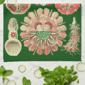 Linge De Cuisine Illustration marine de méduses de Haeckel rouge et (Plié)