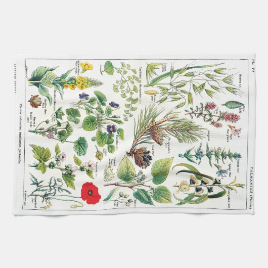 Linge De Cuisine Illustrations botaniques (Horizontal)