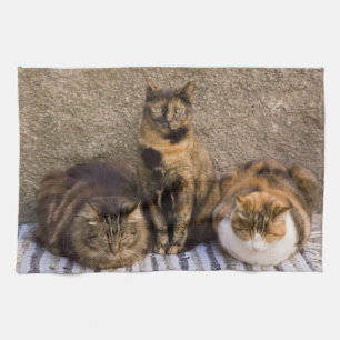 Linge De Cuisine Italie, Cinque Terre, Vernazza. Trois chats