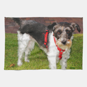 Linge De Cuisine jack russel terrier