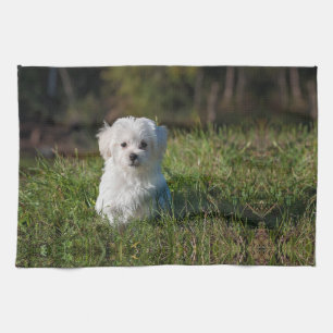 Linge De Cuisine Joli chiot blanc