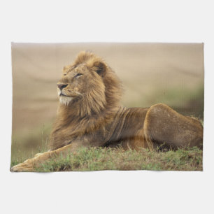 Linge De Cuisine Kenya, Masai Mara Lion mâle