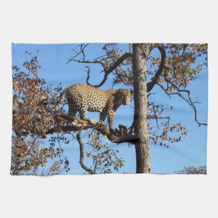 Linge De Cuisine Leopard dans un arbre en Afrique
