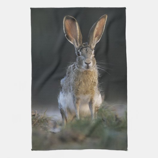Linge De Cuisine Lièvre à queue noire, Lepus californicus, 2 (Vertical)
