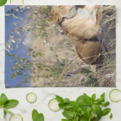 Linge De Cuisine Lioness resting (Plié)