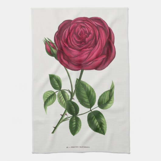 Linge De Cuisine Lithographie de rose antique, François-Frédéric Gr (Vertical)