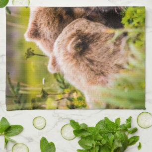 Linge De Cuisine Mama bear nourrit ses deux petits, Lake Clark Nati