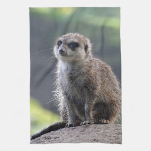 Linge De Cuisine Meerkat_20171101_by_JAMFoto