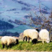 LINGE DE CUISINE MOUTON
