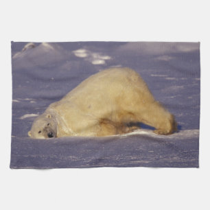 Linge De Cuisine NA, Canada, Manitoba, Churchill, Ours polaire